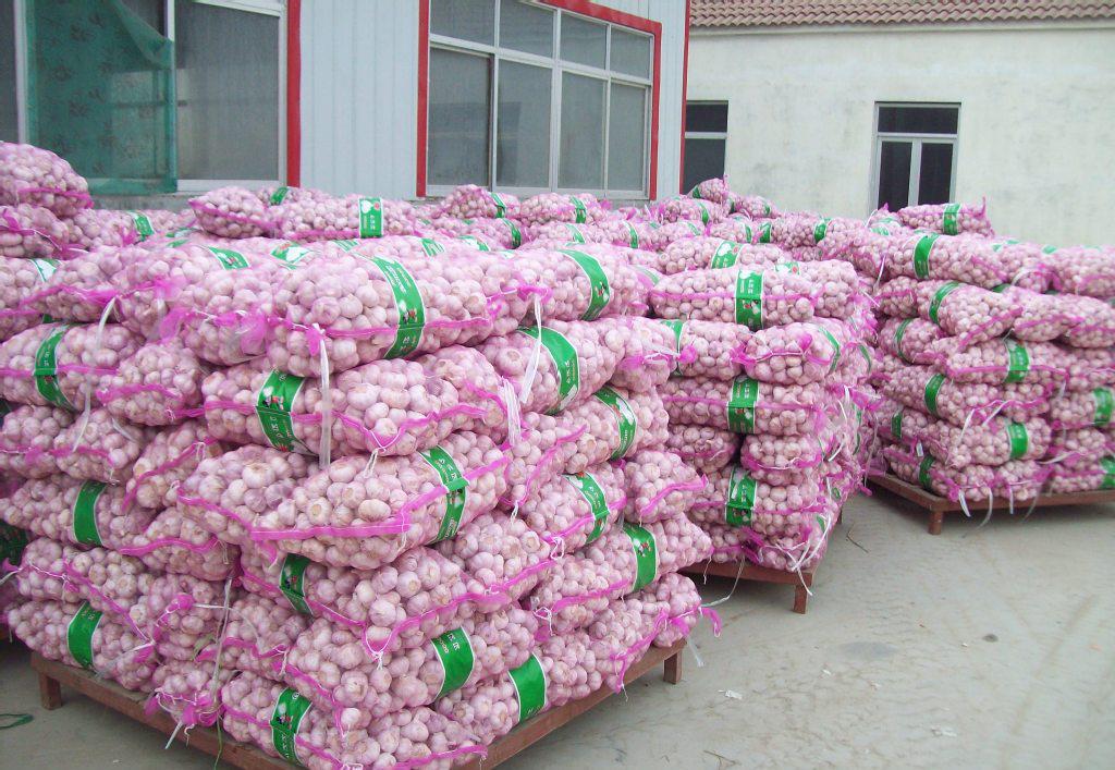 專業大蒜加工與進出口服務，工廠直供，規格齊全